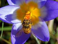 abeille-fleur2