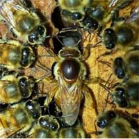 reine-abeilles