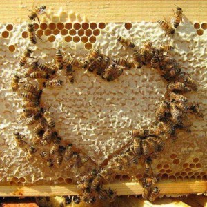 abeilles coeur