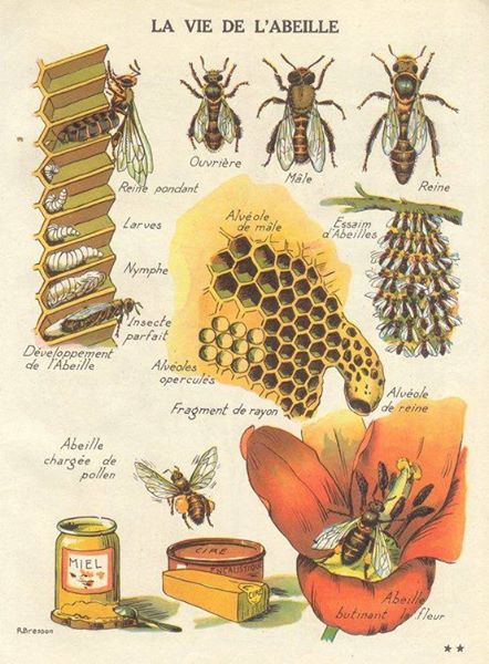 La vie de l'abeille