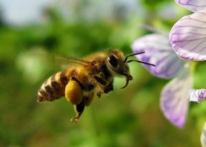 abeille butineuse