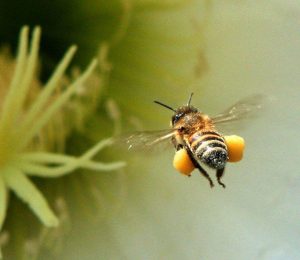 abeille vole