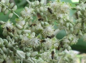 Abeilles sur fleurs de palmier Guadeloupe