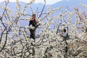 pollinisation-a-la-main-chine