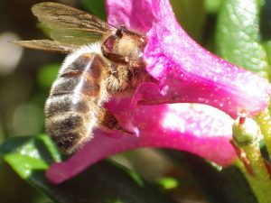 abeille sur fleur de crocus