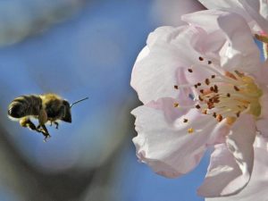 abeille-butine-fleur