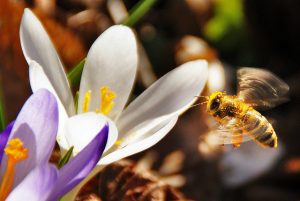 abeille vole fleurs pollen