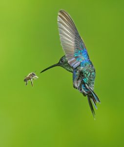 abeille-et-colibris-photo-dennis-goulet