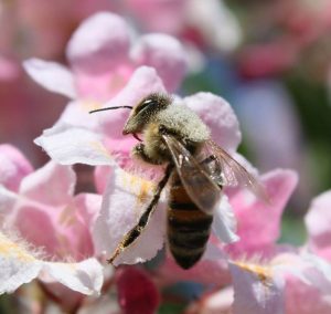 Comment les abeilles choisissent-elles le pollen ? - Sciences et