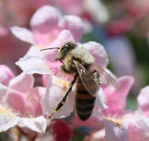 abeille-butine