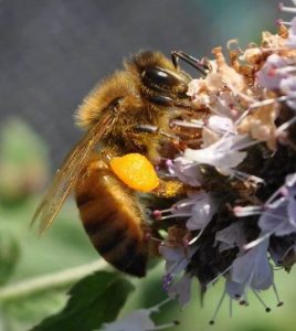 abeille-pollen