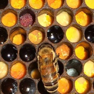 alvéoles-abeilles-pollen