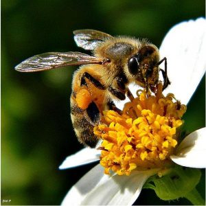 abeille-butine