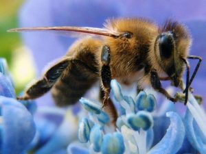 abeille-poils-vibrants