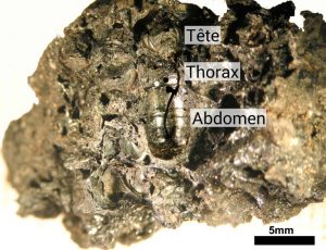 Abeille carbonisée retrouvée par les archéologues, prise dans une gangue de miel et de cire brûlés (L. Castellano)