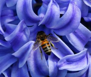 abeille-fleur-bleue