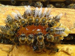 abeilles miel