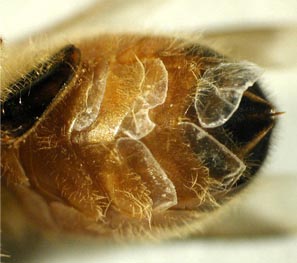 cire écaille abeille (photo by Zachary Huang)