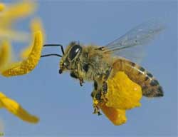 abeille-pollen