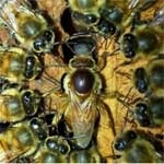 abeille-fleur
